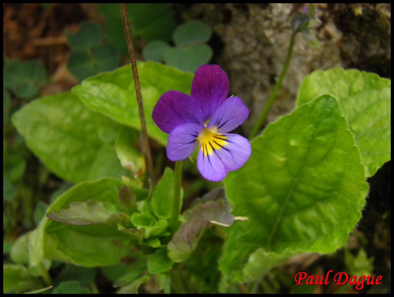 pensée tricolore-viola tricolor-violacée