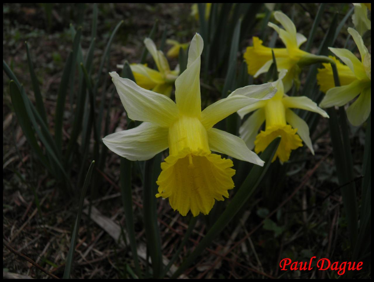 jonquille-narcissus pseudonarcissus-amaryllidacée