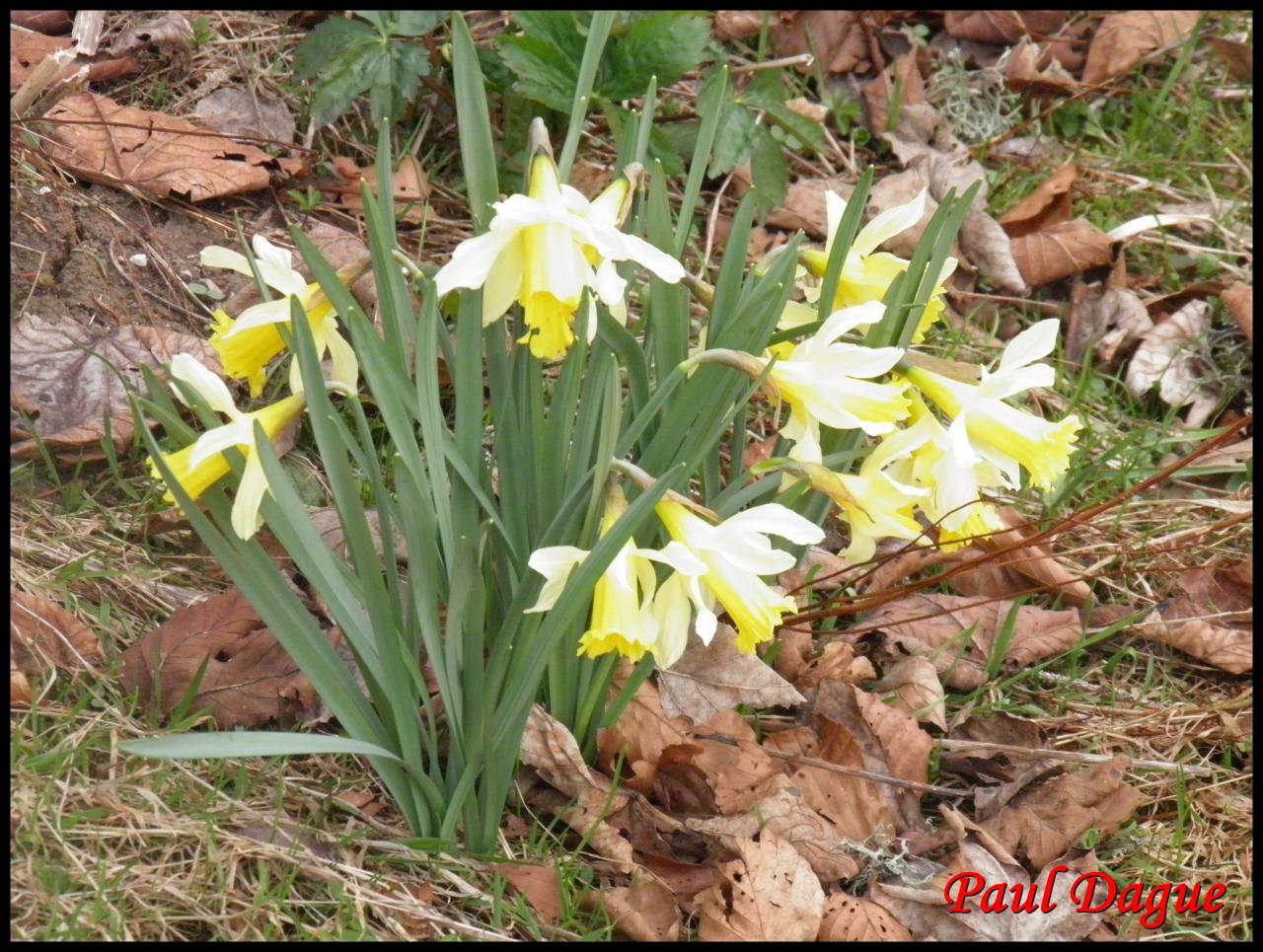 jonquille-narcissus pseudonarcissus-amaryllidacée