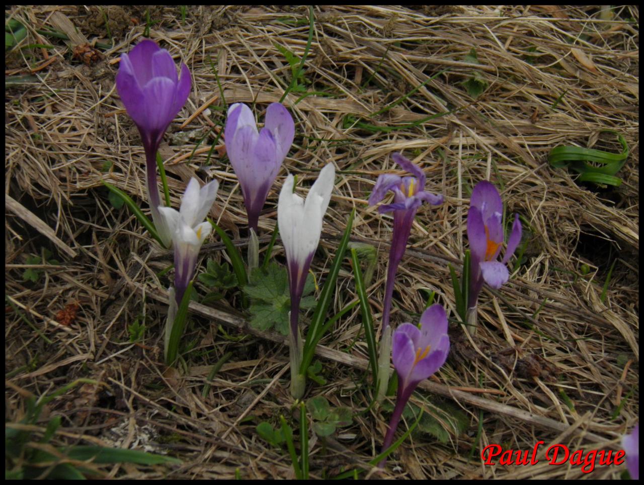 crocus du printemps-crocus verna-iridacée