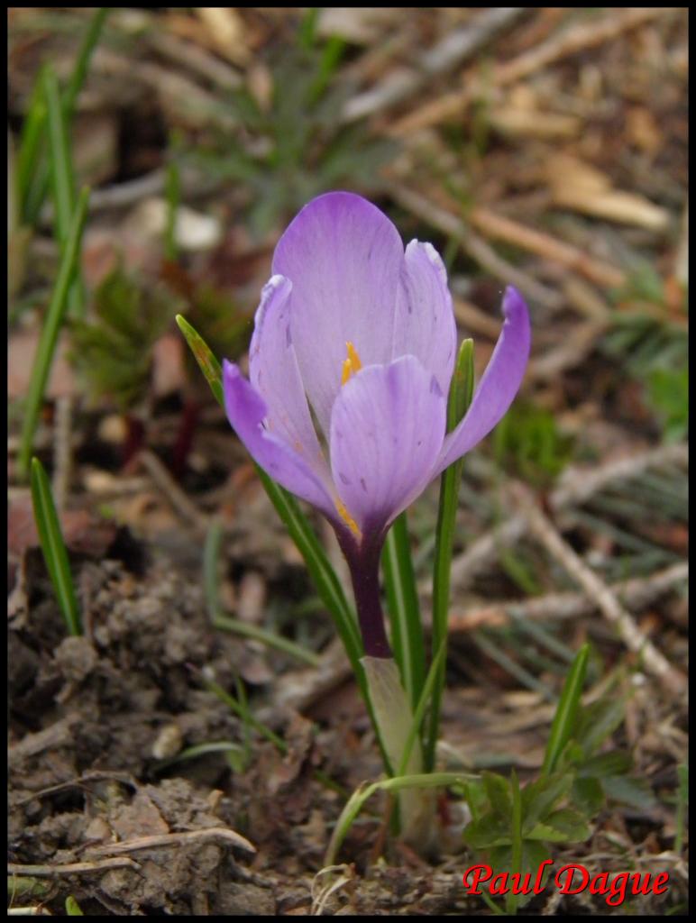 crocus du printemps-crocus verna-iridacée