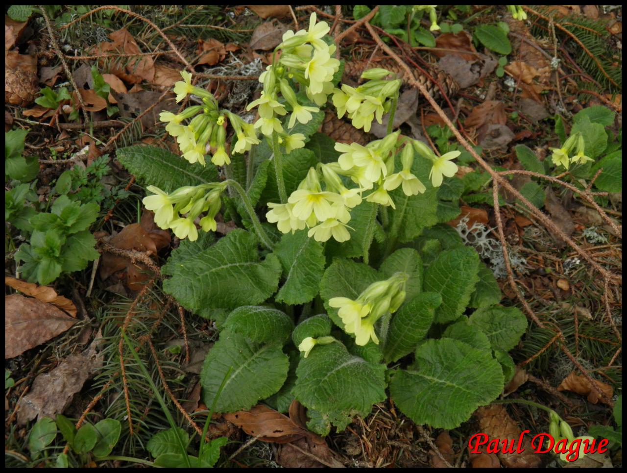 primevère élevée-primula eliator-primulacée