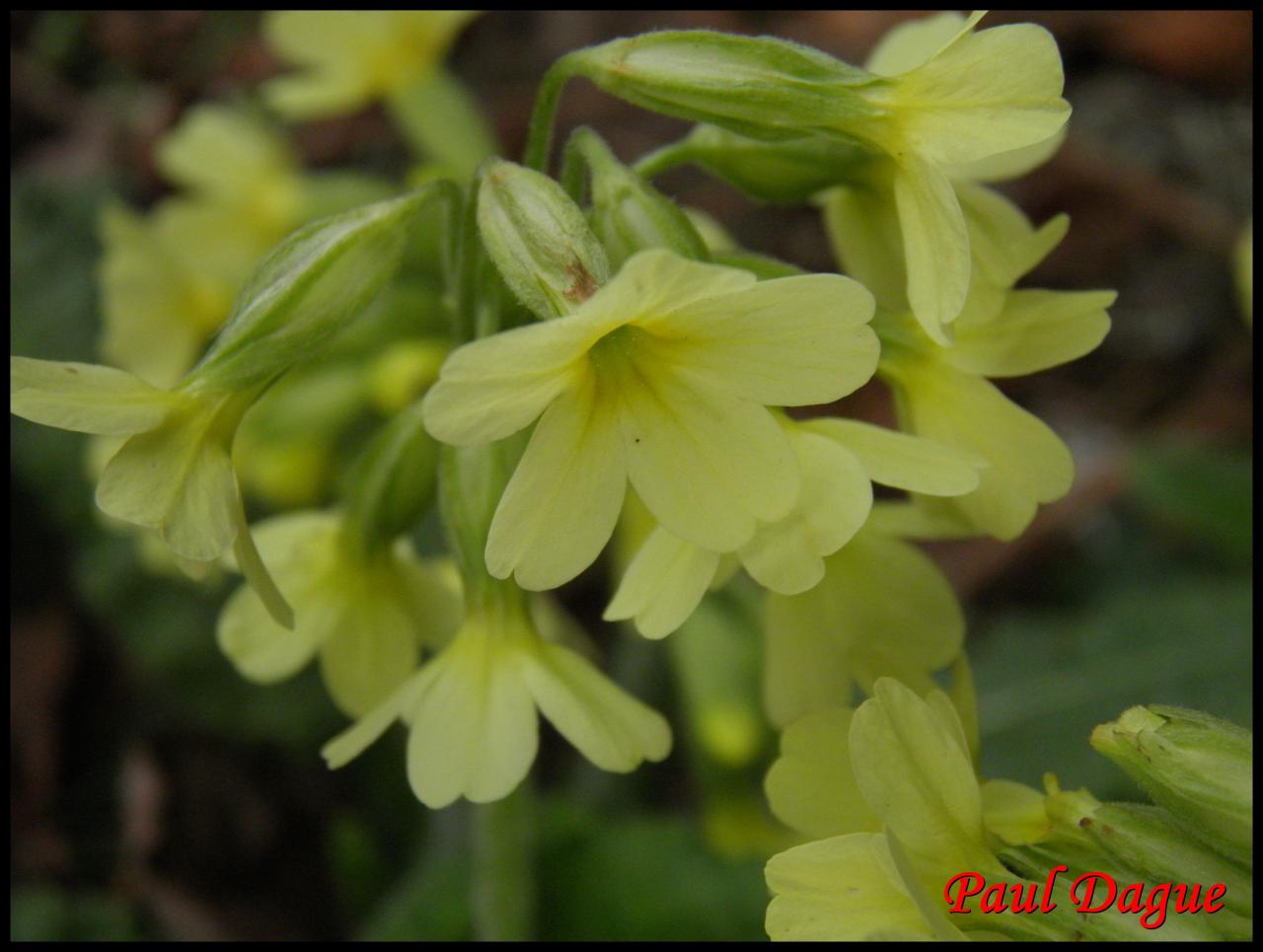 primevère élevée-primula eliator-primulacée