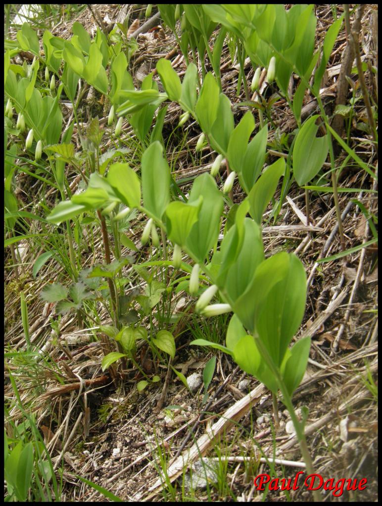 sceau de salomon-polygatum odoratum-convollariacée