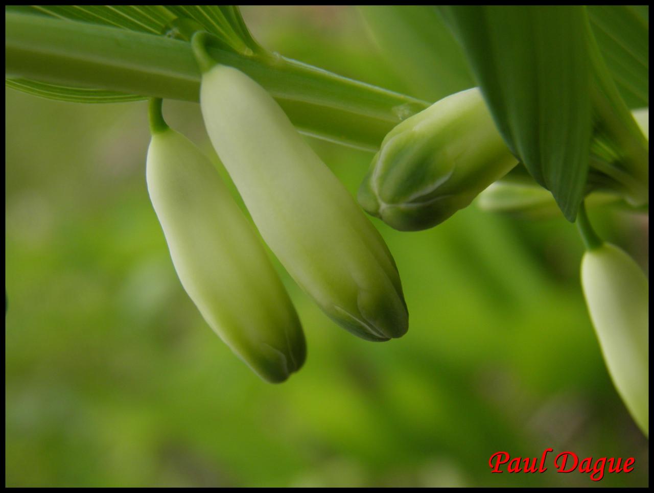 sceau de salomon-polygatum odoratum-convollariacée