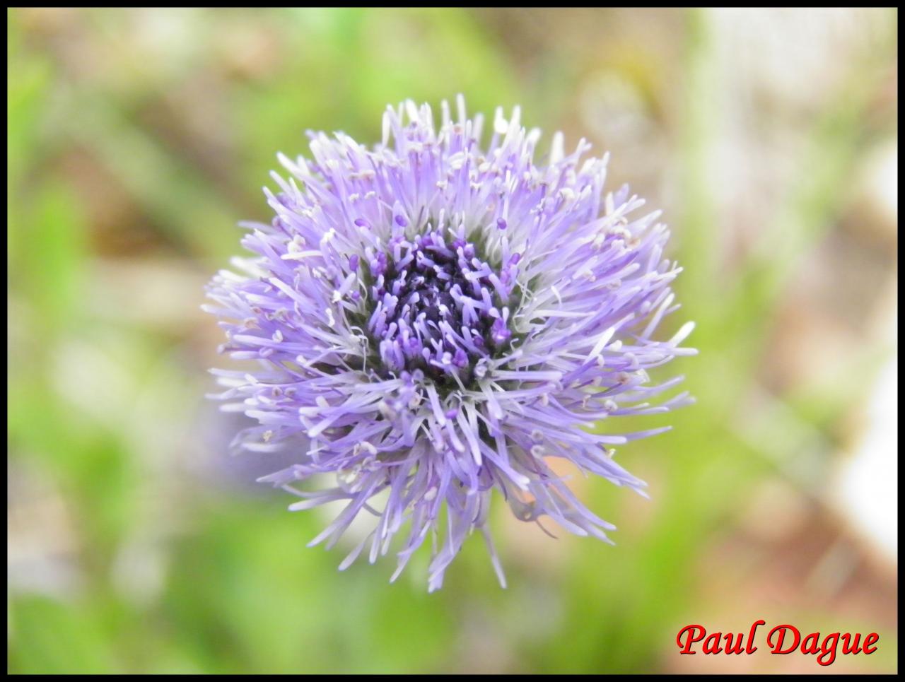 globulaire allongée-globularia bisnagarica-globulariacée