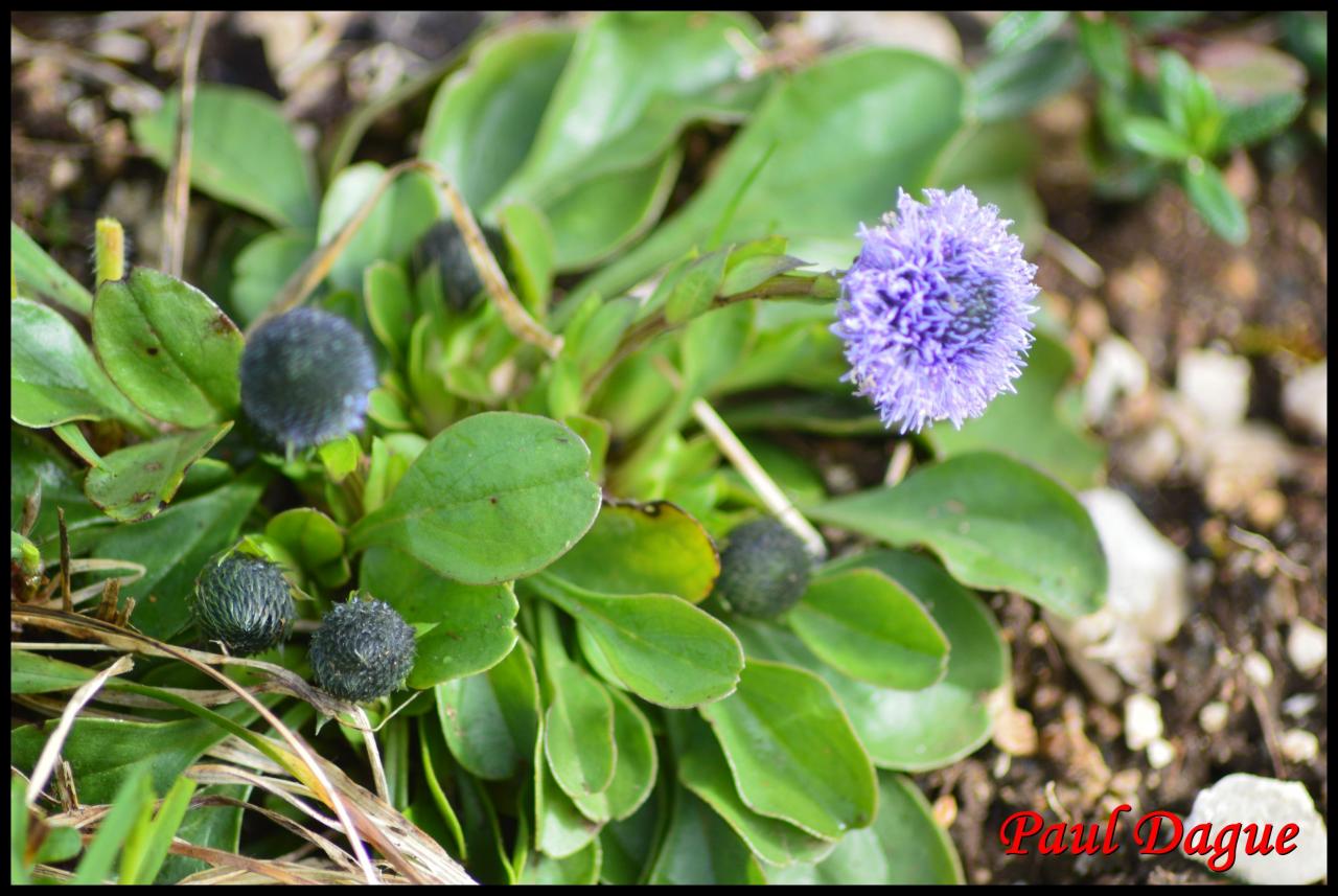 globulaire allongée-globularia bisnagarica-globulariacée