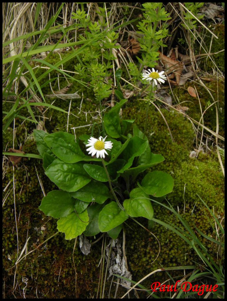 aster paquerette-aster bellidiastrum-asteracée