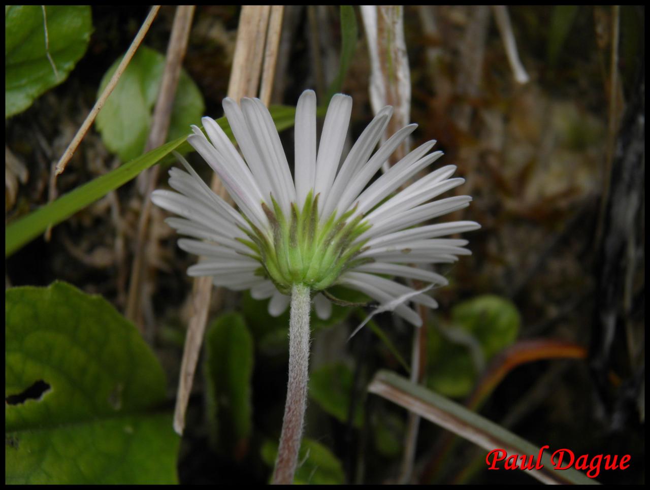 aster paquerette-aster bellidiastrum-asteracée