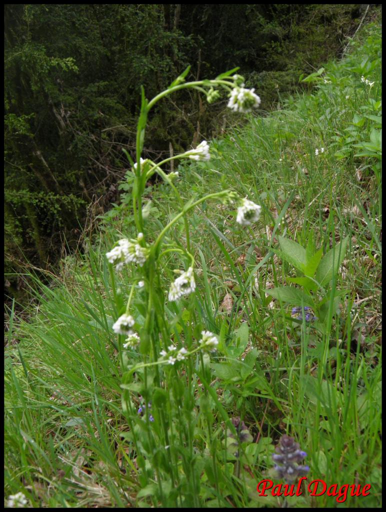 arabette hérissée , poilue-arabis hirsuta-brassicacée