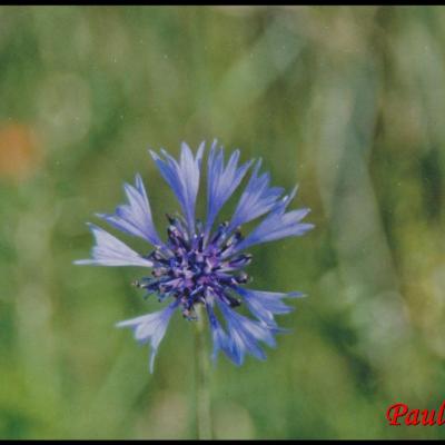 fleurs bleues en capitule