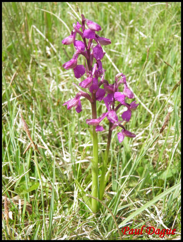 orchis bouffon-anacamptis morio-orchidacée