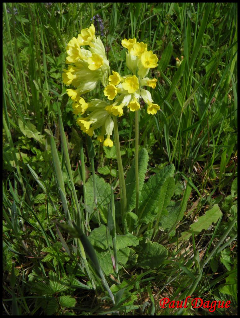 coucou-primula veris-primulacée