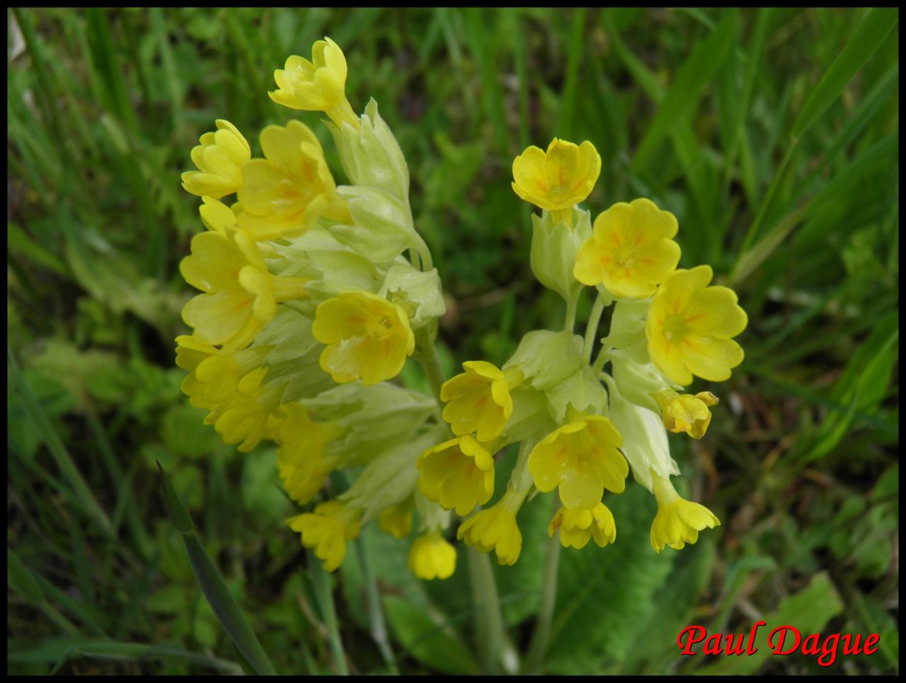 coucou-primula veris-primulacée