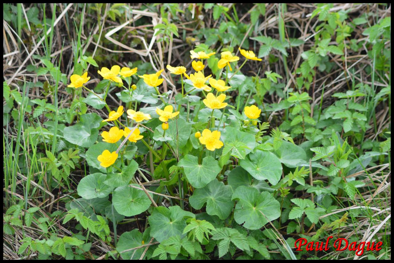 populage des marais-caltha palustris-ranunculacée