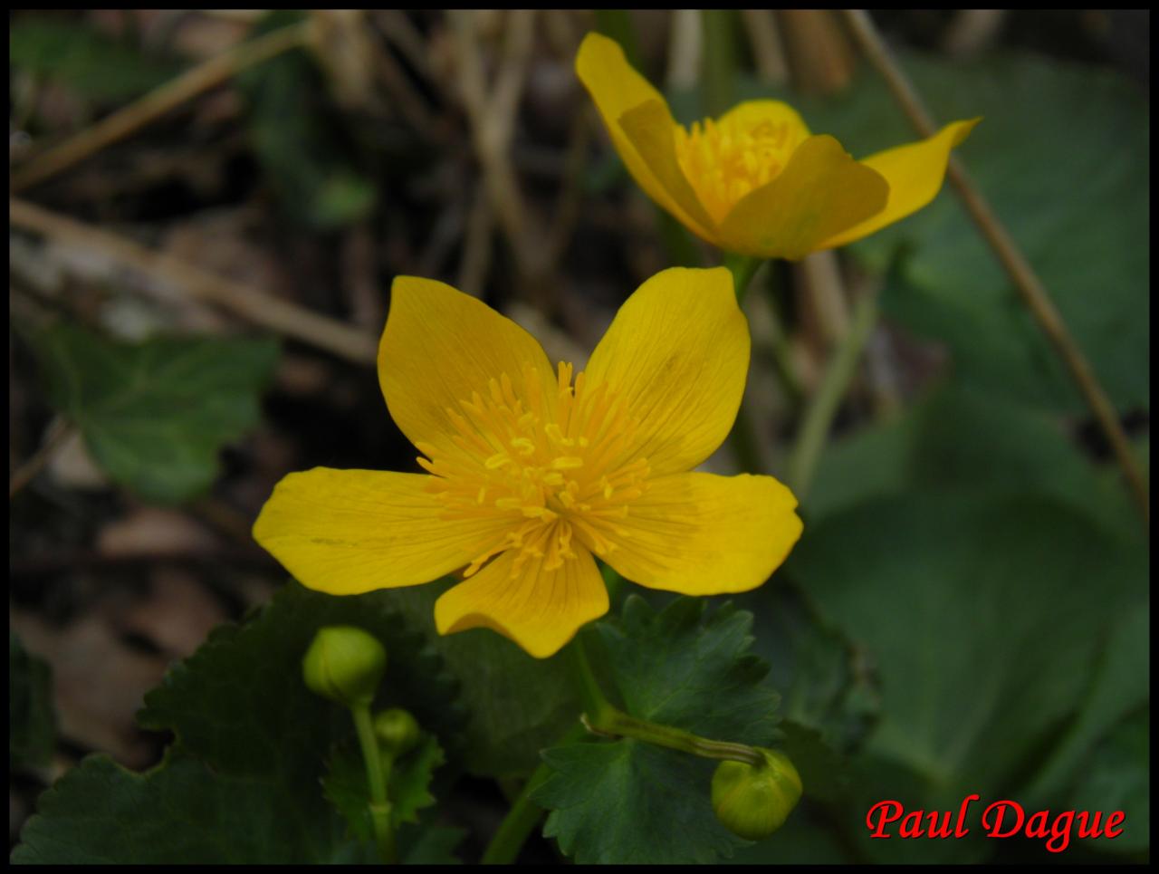 populage des marais-caltha palustris-ranunculacée