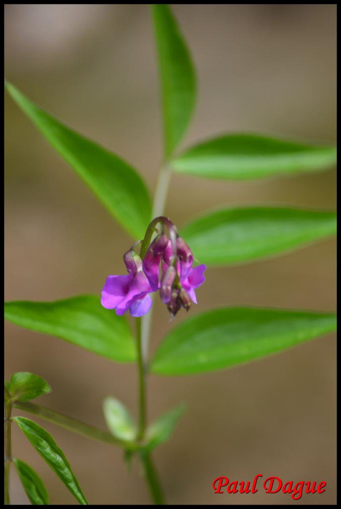 gesse printanière-lathyrus vernus-fabacée