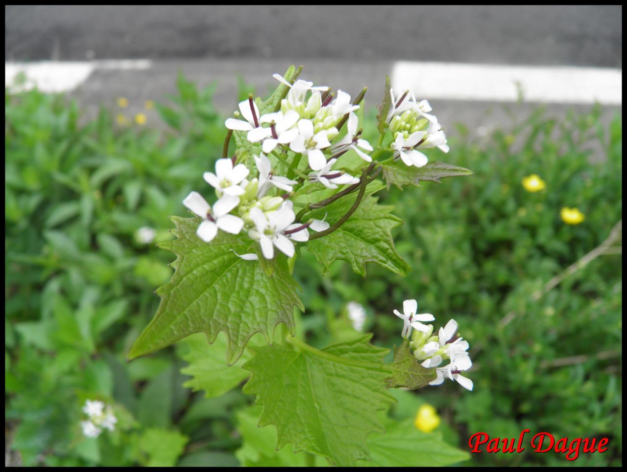 alliaire officinale-alliaria petiolata-brassicacée