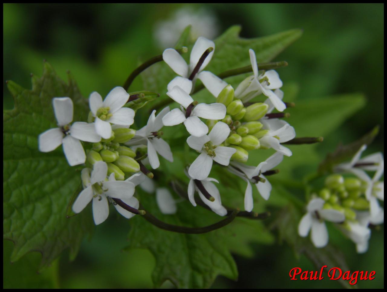 alliaire officinale-alliaria petiolata-brassicacée