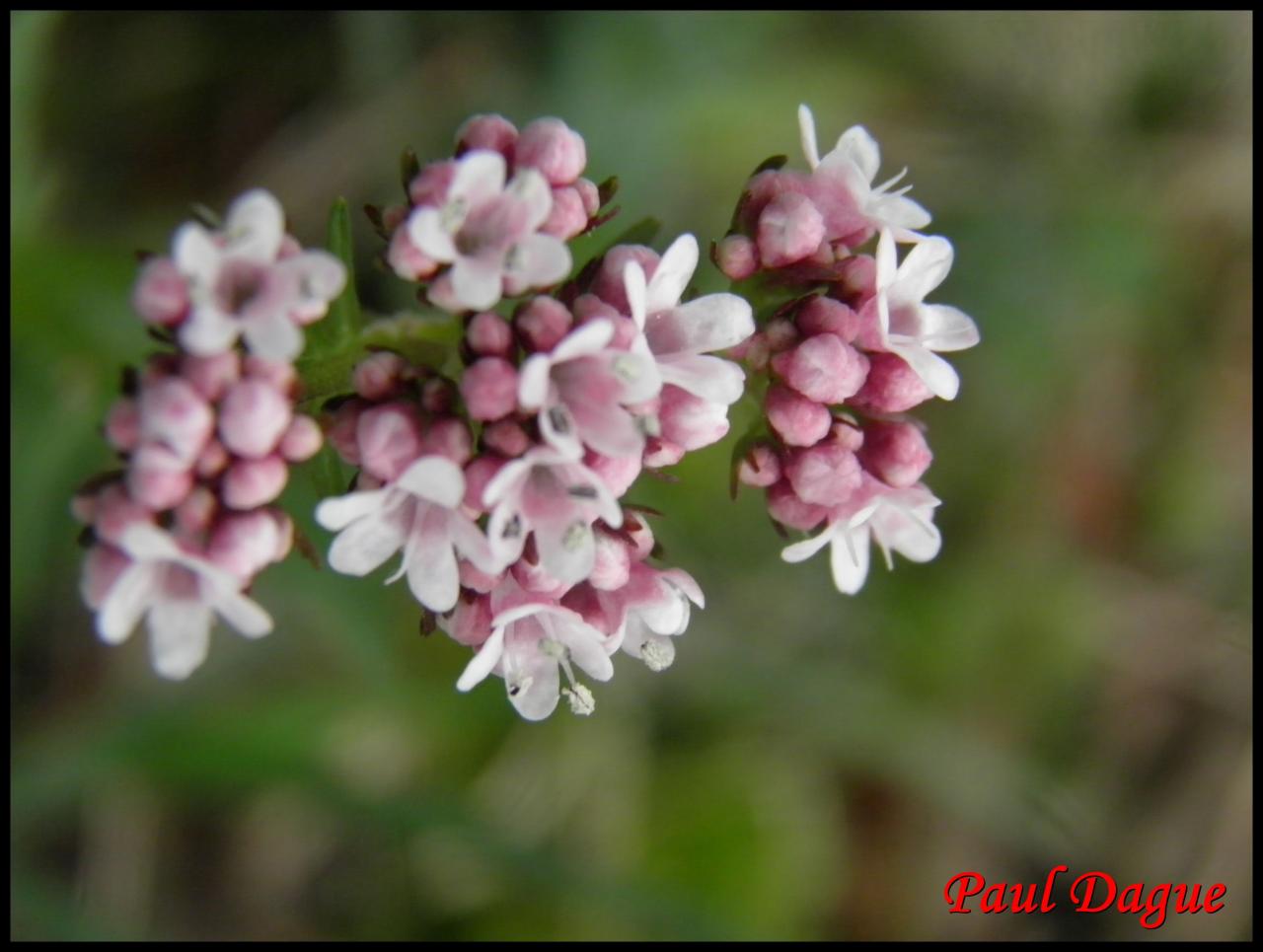 valariane dioîque-valeriana dioica-valarianacée