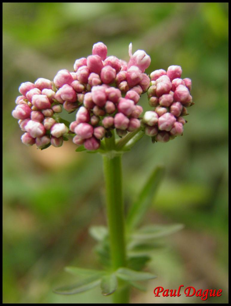 valariane dioîque-valeriana dioica-valarianacée