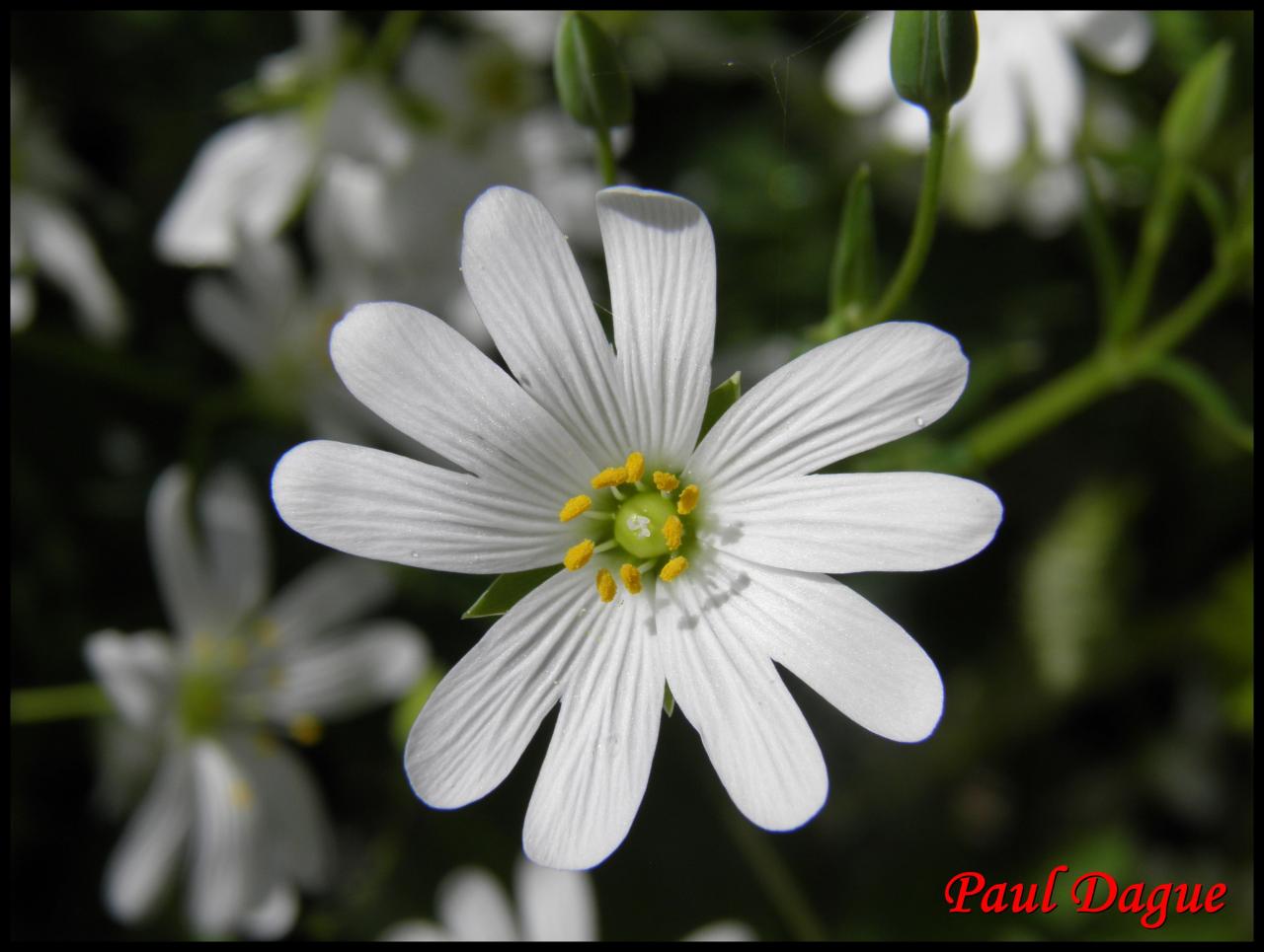 céraiste des champs-cerastium arvense-caryophylacée