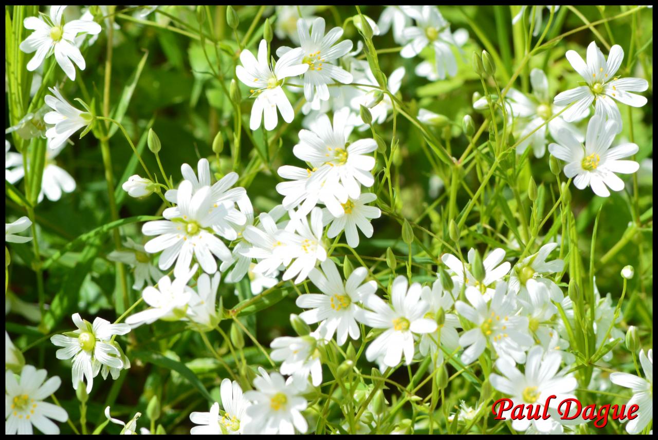 céraiste des champs-cerastium arvense-caryophylacée