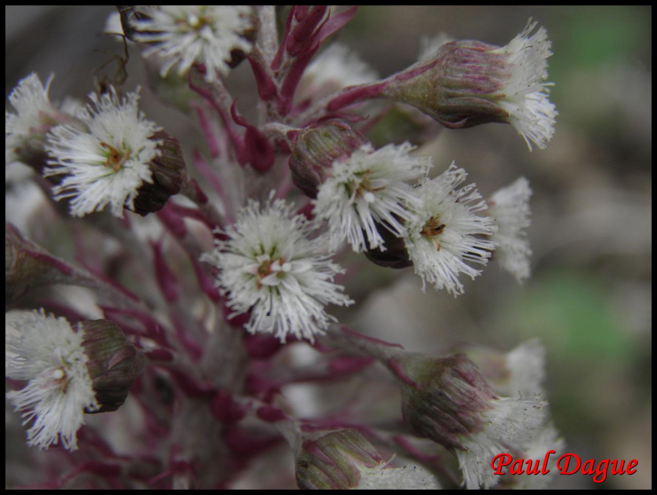 chapeau du diable-petasites hybridus-astéracée