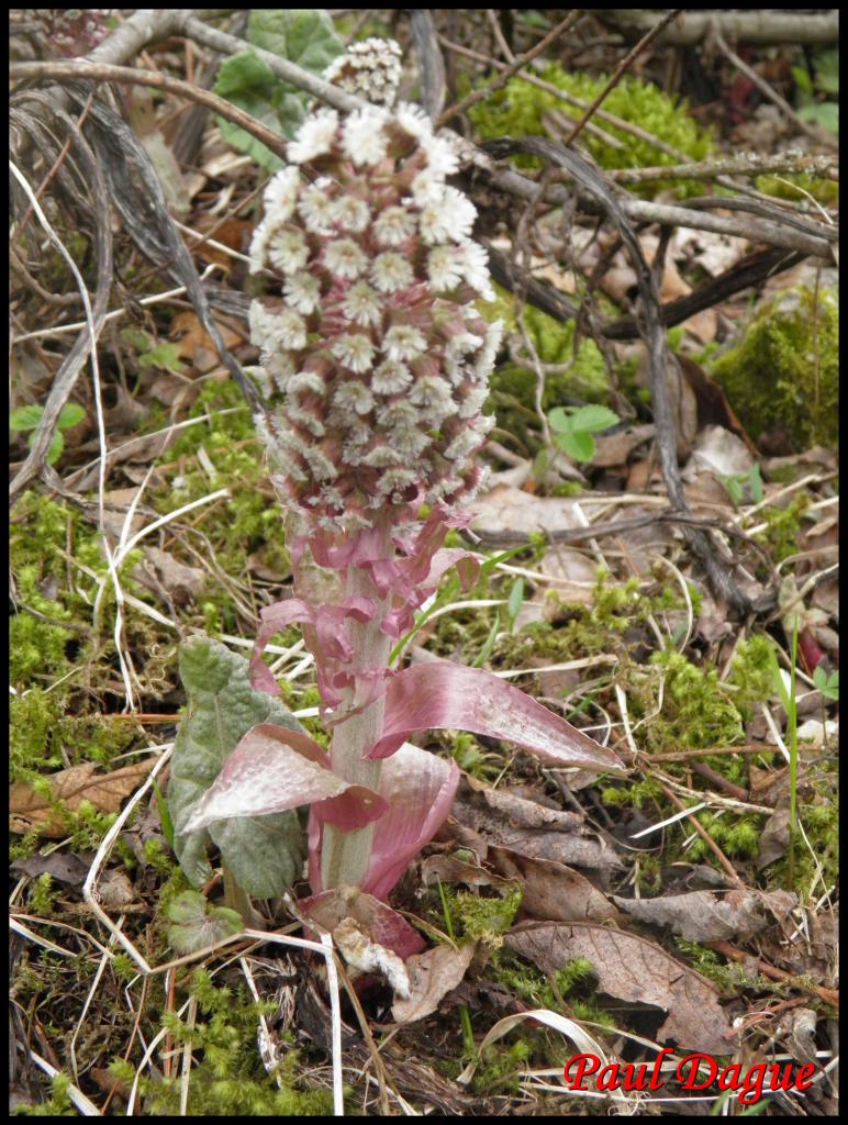 chapeau du diable-petasites hybridus-astéracée