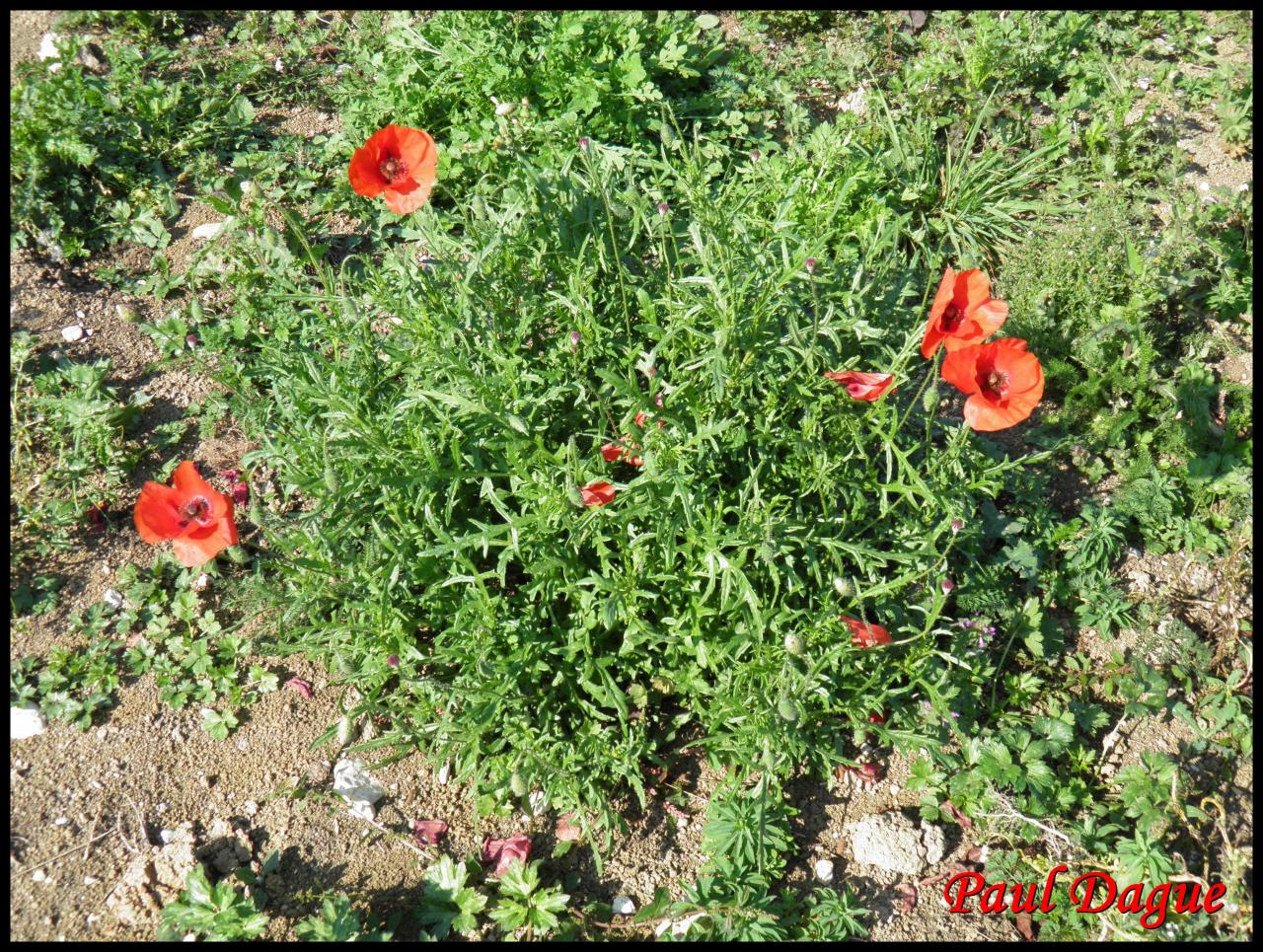 coquelicot-papaver rhoeas-papavéracée