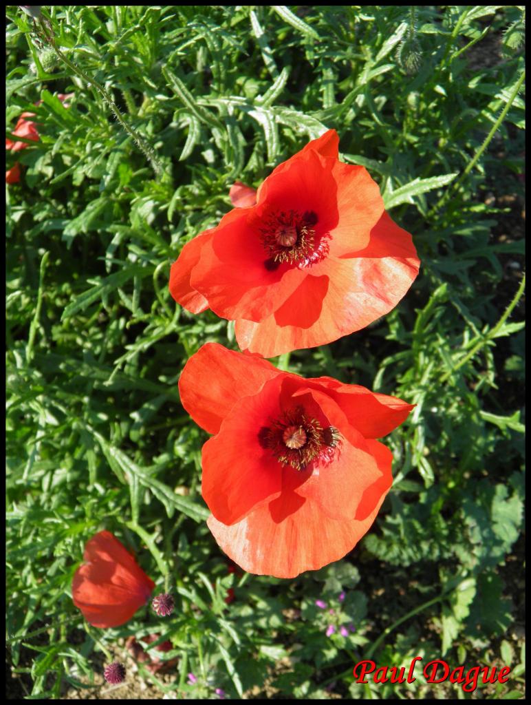 coquelicot-papaver rhoeas-papavéracée