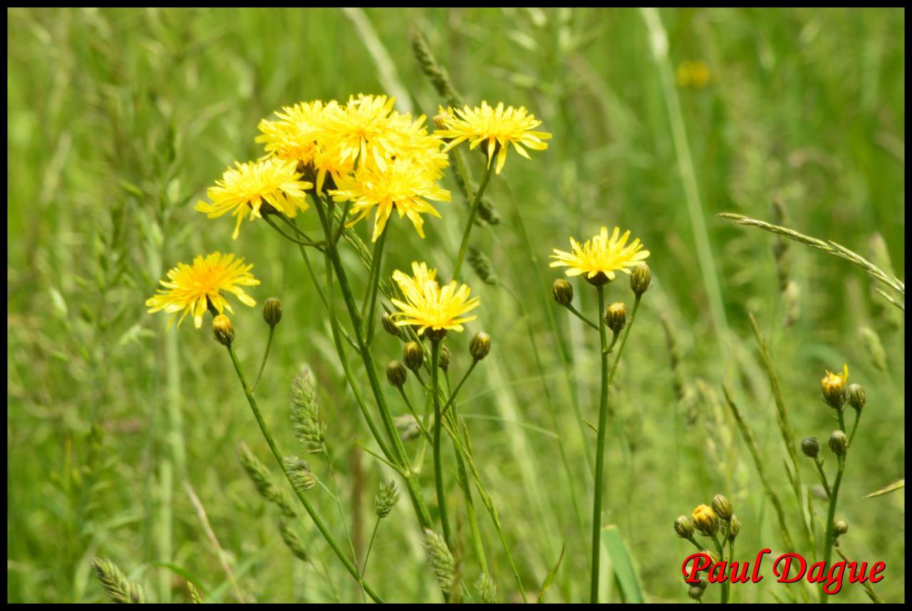 crépide bisannuelle-crepis biennis-asteracée