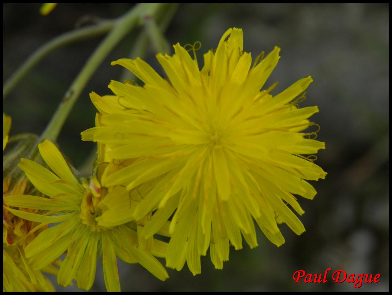 crépide bisannuelle-crepis biennis-asteracée