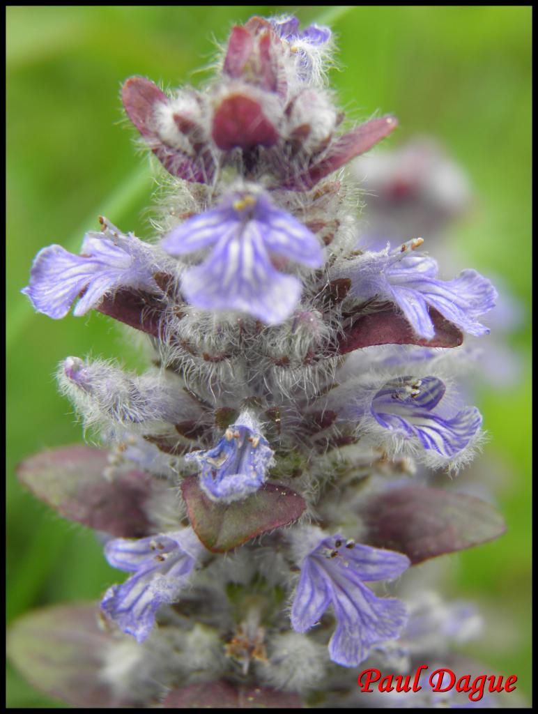 bugle de Genève-ajuga genevensis-lamiacée