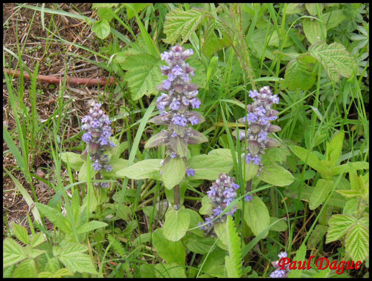 bugle de Genève-ajuga genevensis-lamiacée