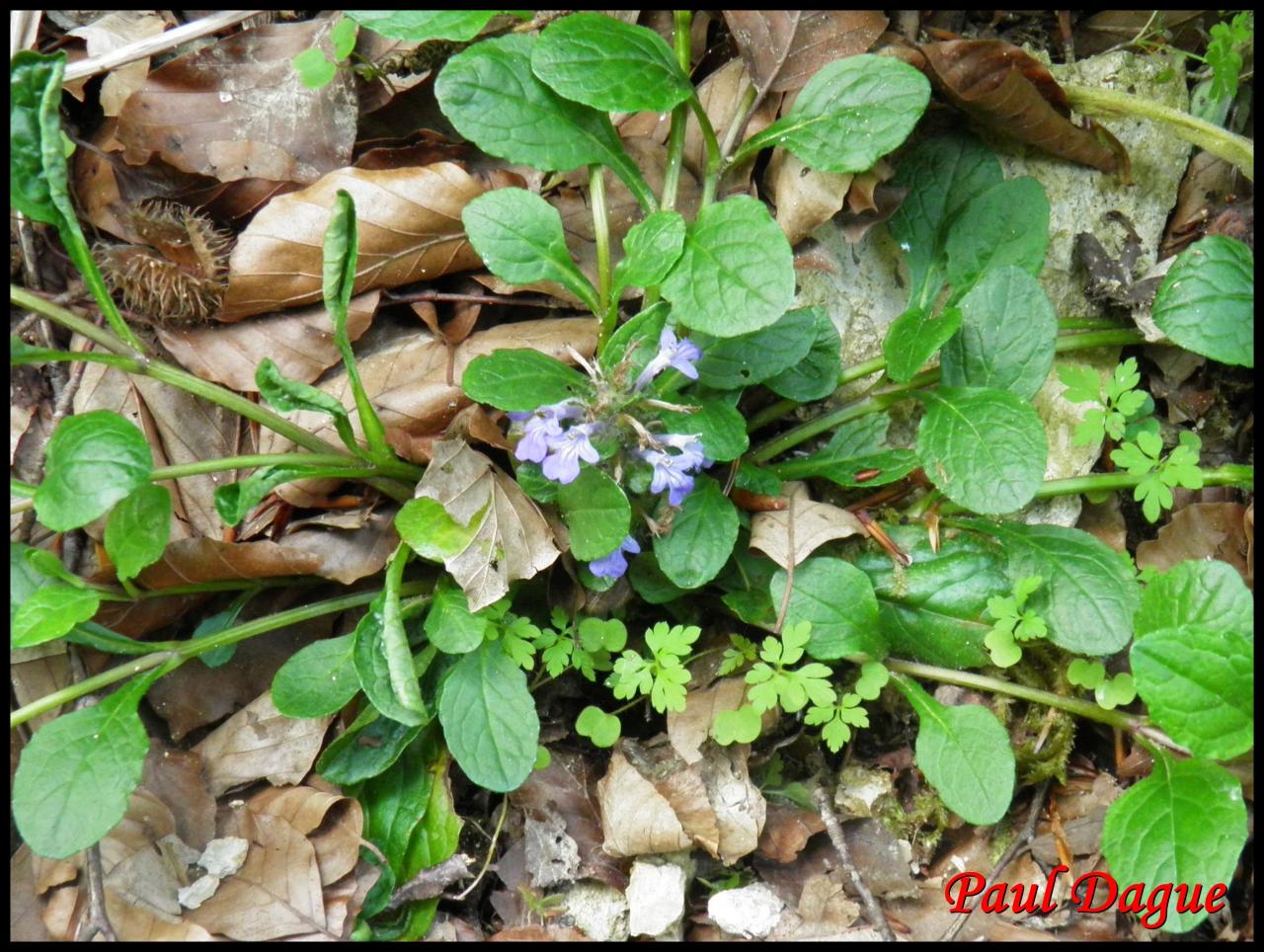 bugle rampante-ajuga reptans-lamiacée