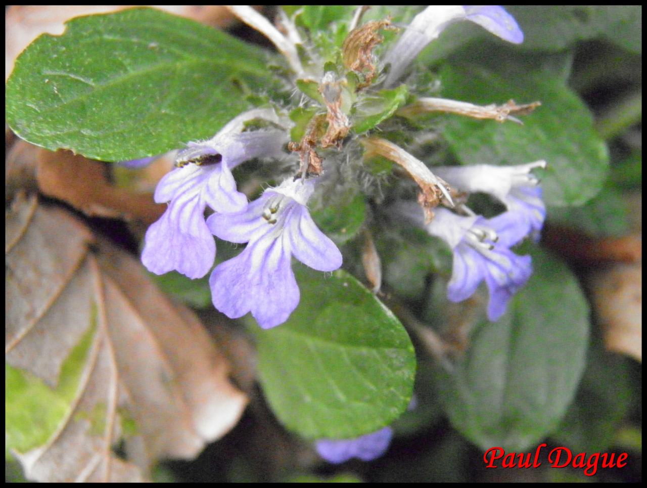 bugle rampante-ajuga reptans-lamiacée