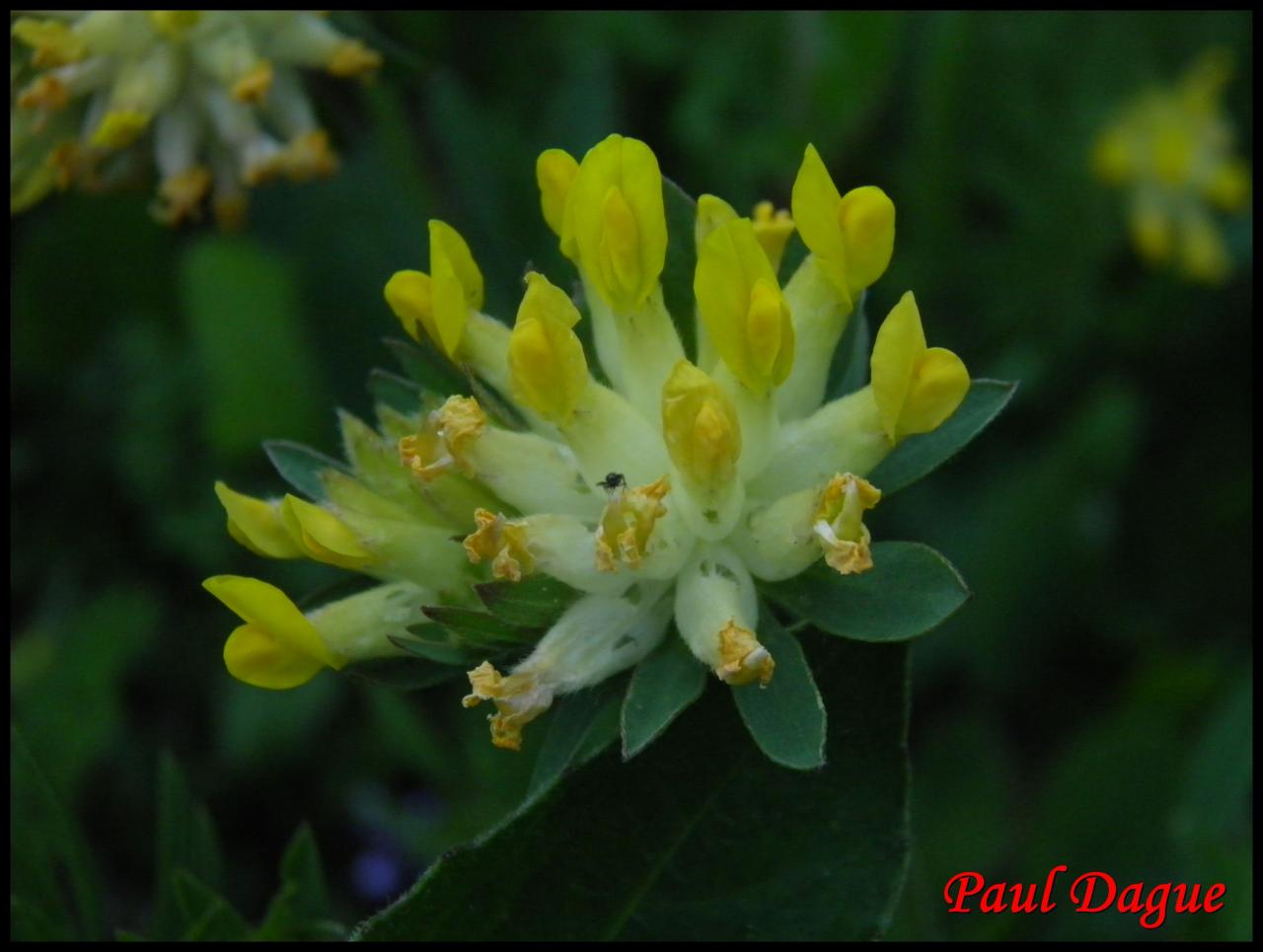 anthyllide vulnéraire-anthyllis vulneraria-fabacée