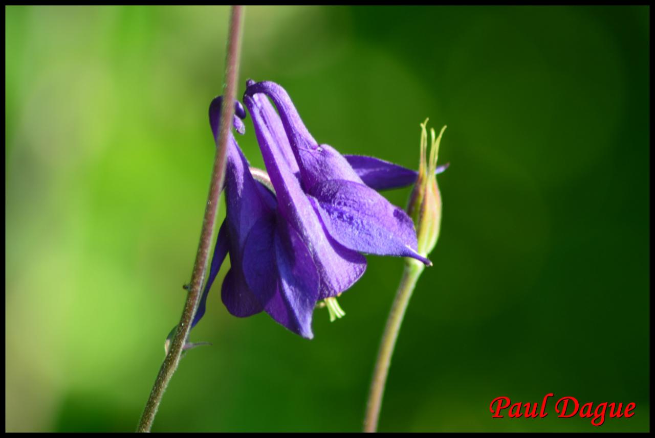 ancolie-aquilegia vulgaris-ranunculacée