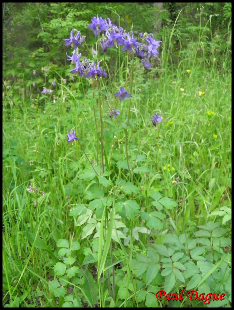 ancolie-aquilegia vulgaris-ranunculacée