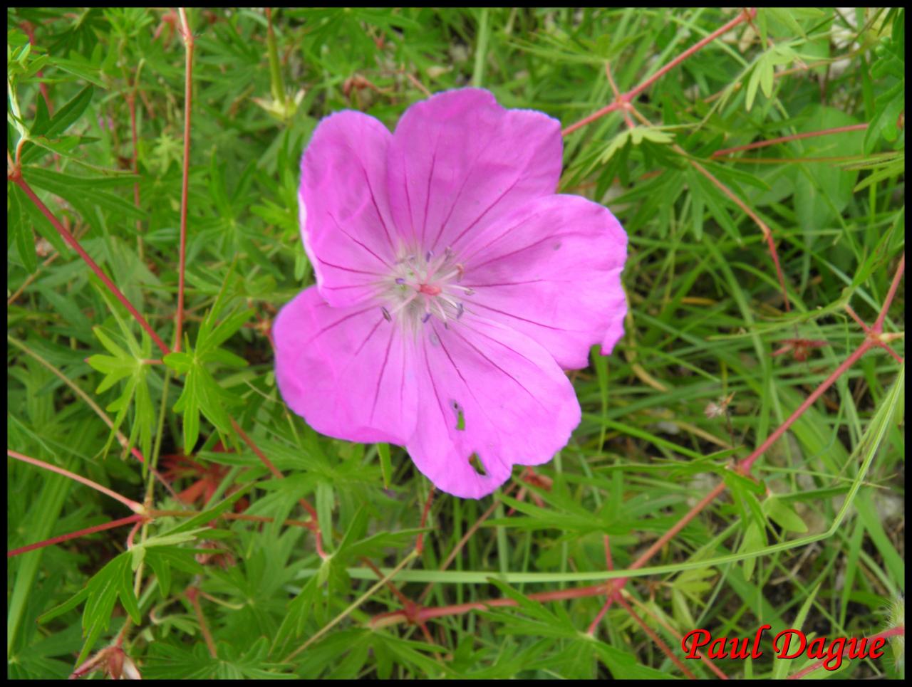 geranium sanguin-geranium sanguineum-géraniacée