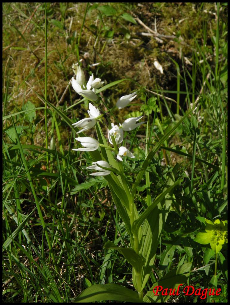 céphalanthère à feuilles étroites-cephanlanthera longifolia-orchidacée