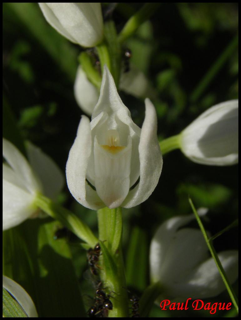 céphalanthère à feuilles étroites-cephanlanthera longifolia-orchidacée