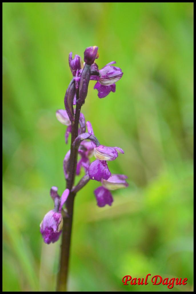 orchis à fleurs lâches-anacamptis laxiflora-orchidacée