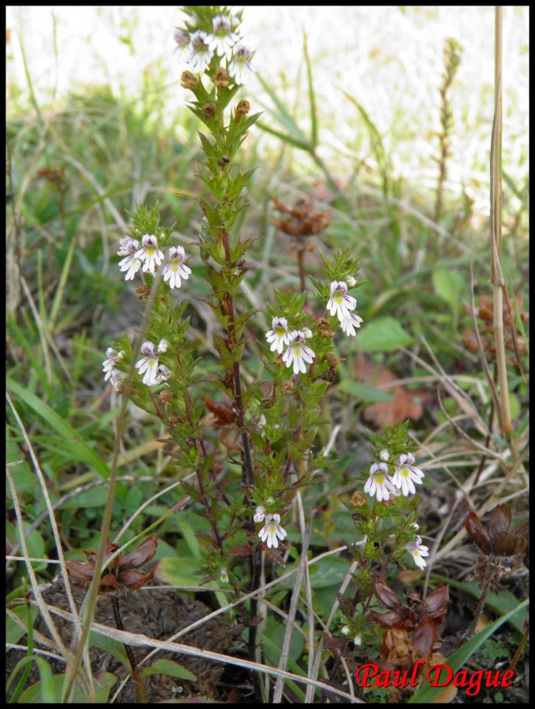 euphraise des bois-euphrasia nemorosa-scrophulariacée