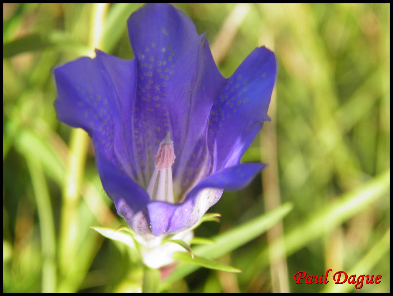 gentiane des marais-gentiana pneumonanthe-gentianacée