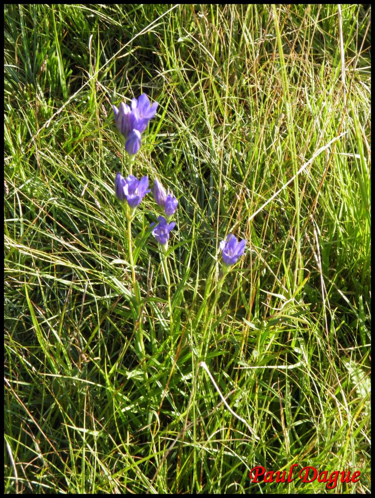 gentiane des marais-gentiana pneumonanthe-gentianacée