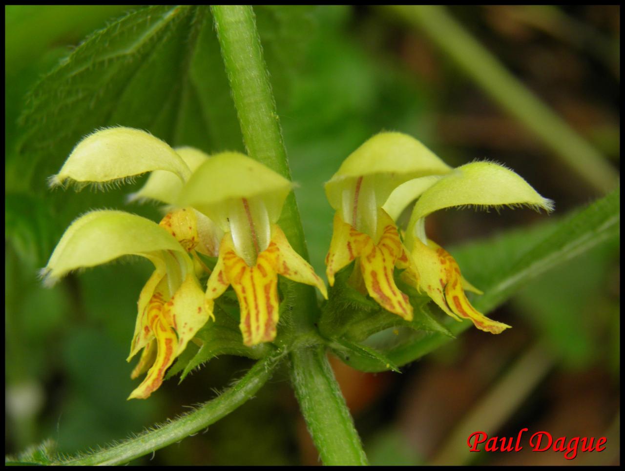 ortie jaune-lamium galeobdolon-lamiacée