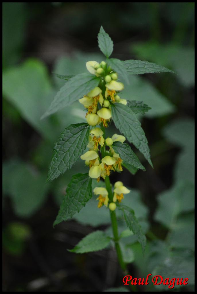 ortie jaune-lamium galeobdolon-lamiacée