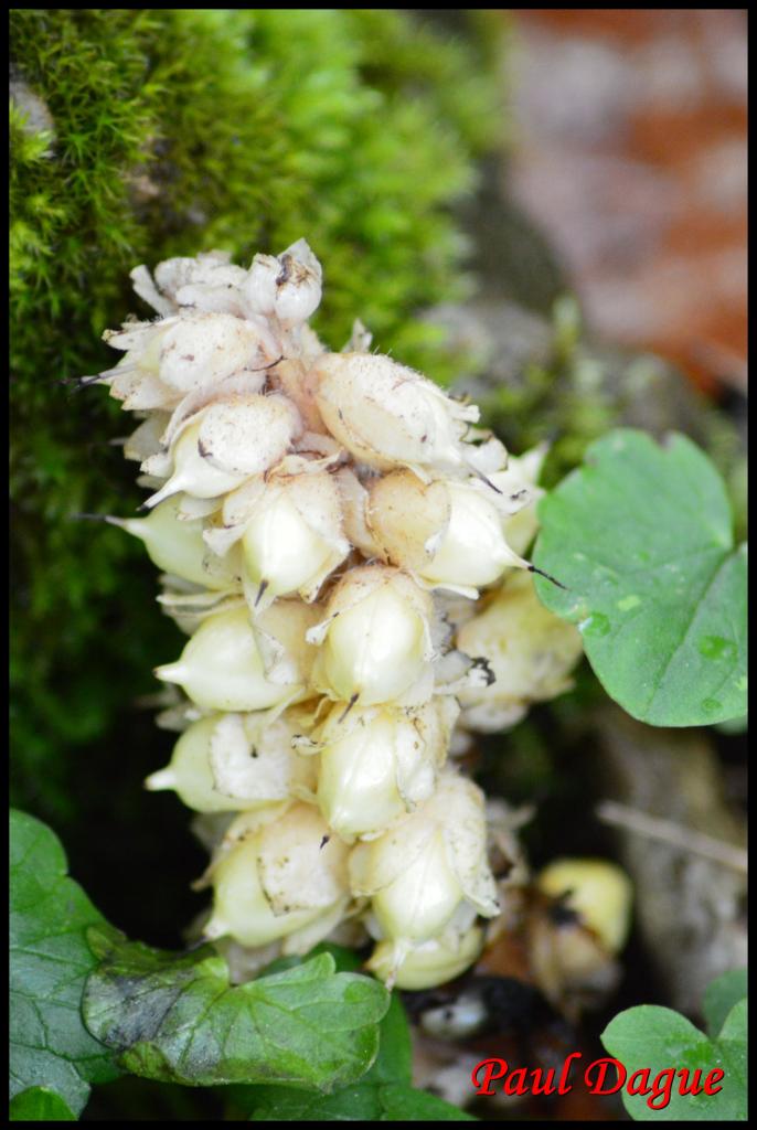 lathrée écailleuse-lathraea squamaria-scrophulariacée